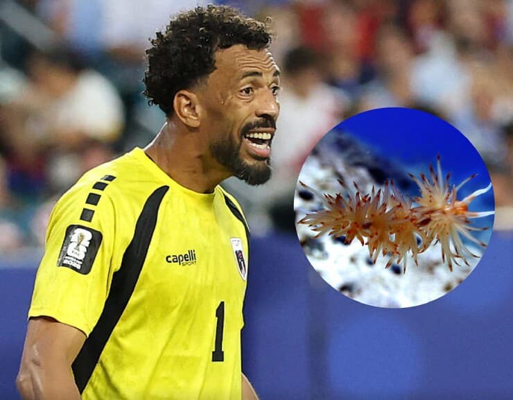 Thủ môn Vozinha được đặt tên cho loài mới, Cape Verde thu hàng tỷ USD nhờ World Cup